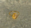 Kiana Ring- Gold